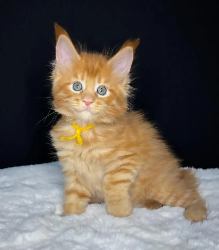 MAINECOON