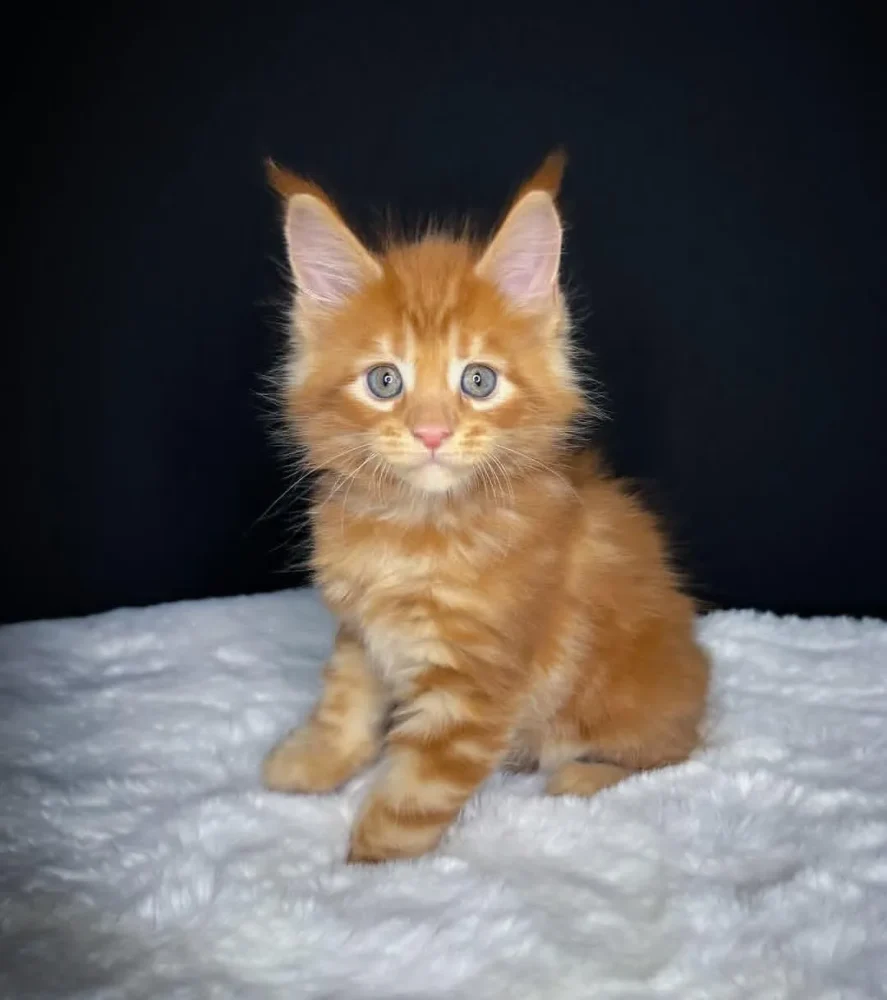 MAINECOON