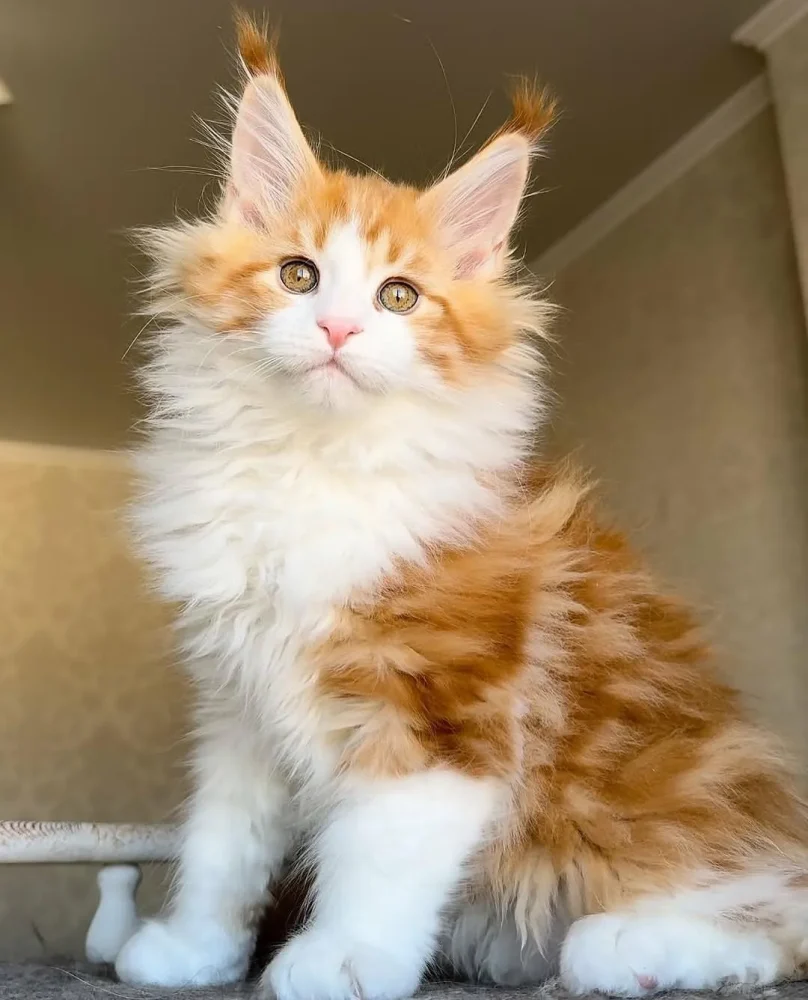 MAINECOON