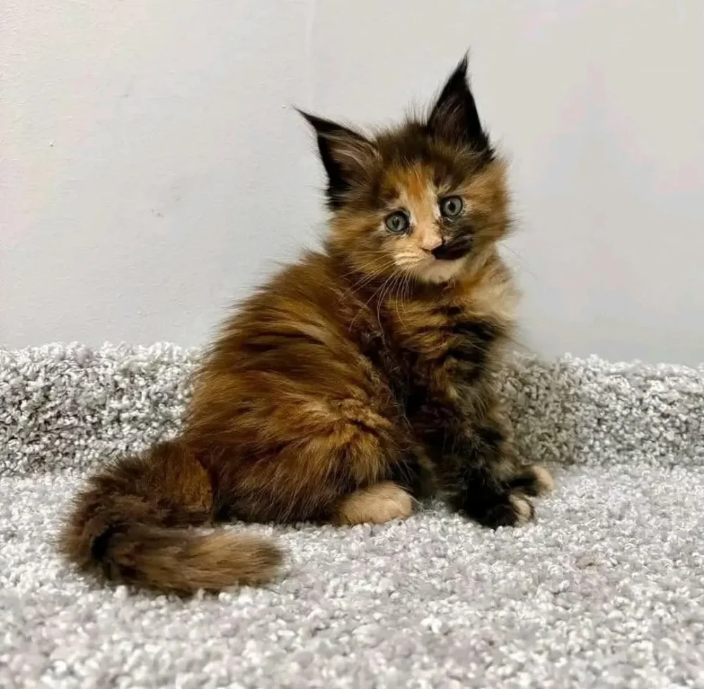 MAINECOON