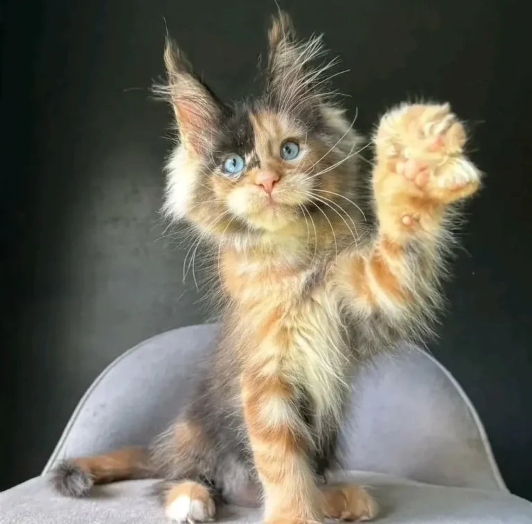 MAINECOON