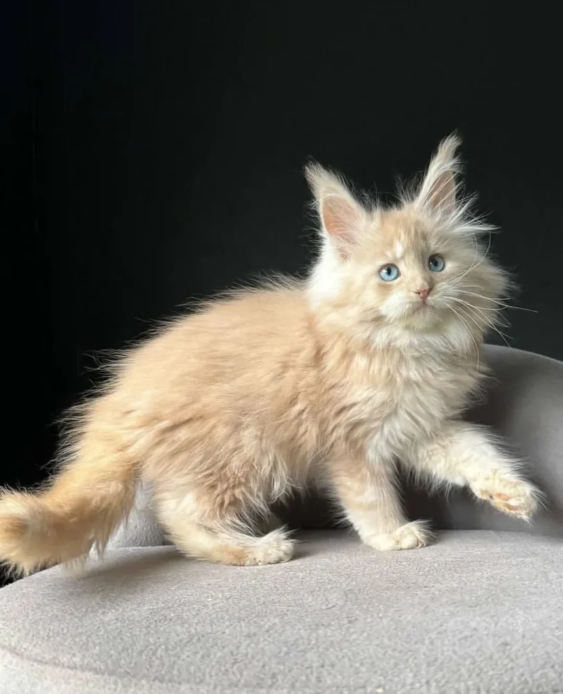 MAINECOON
