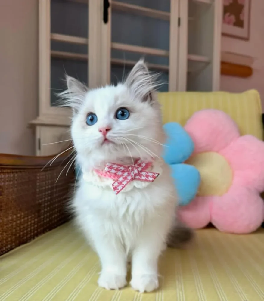 RAGDOLL