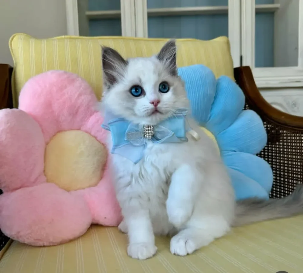 RAGDOLL