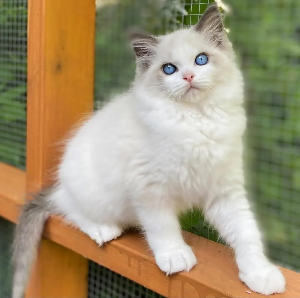 RAGDOLL