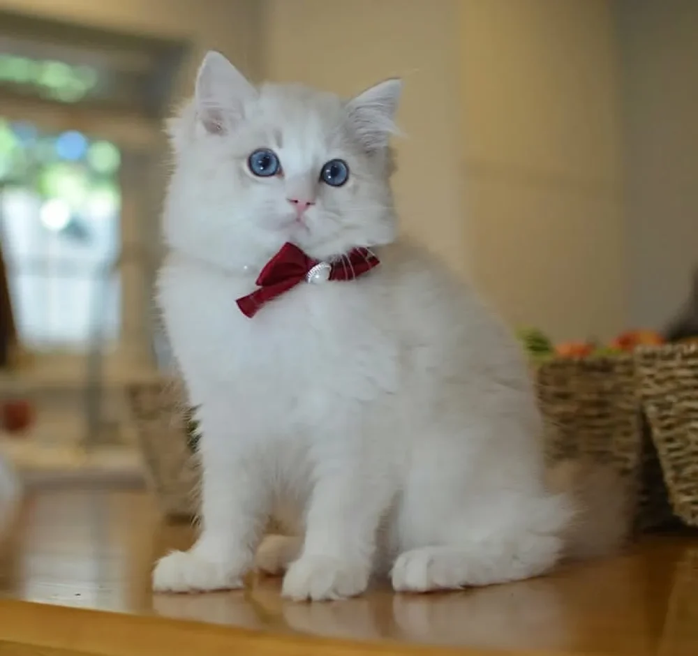 RAGDOLL