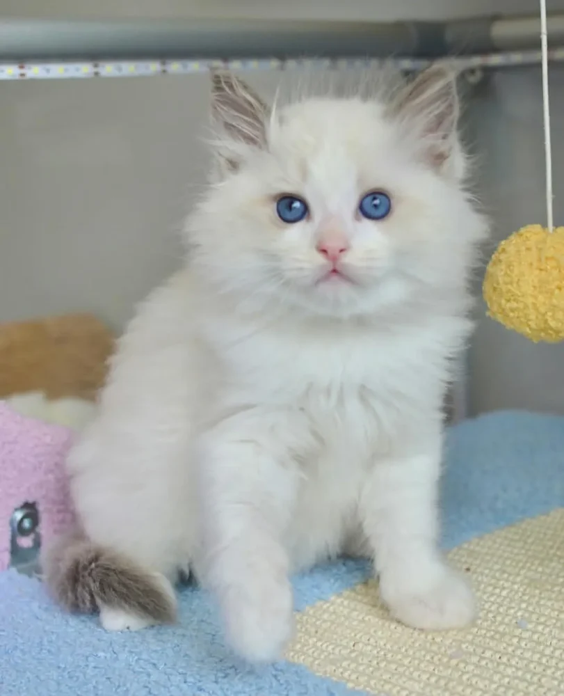RAGDOLL