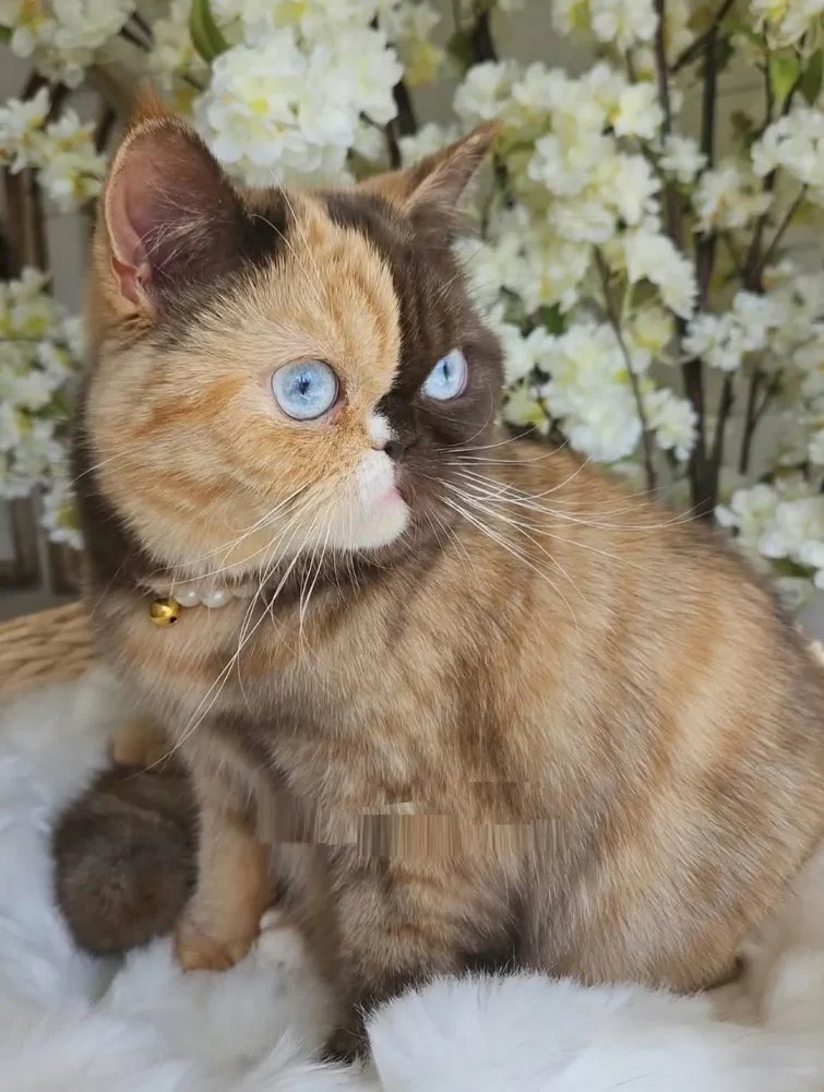 BRITISH SHORTHAIR