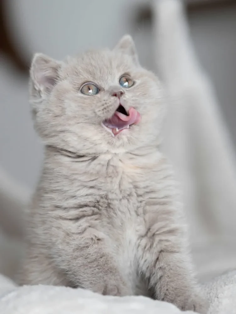 BRITISH SHORTHAIR