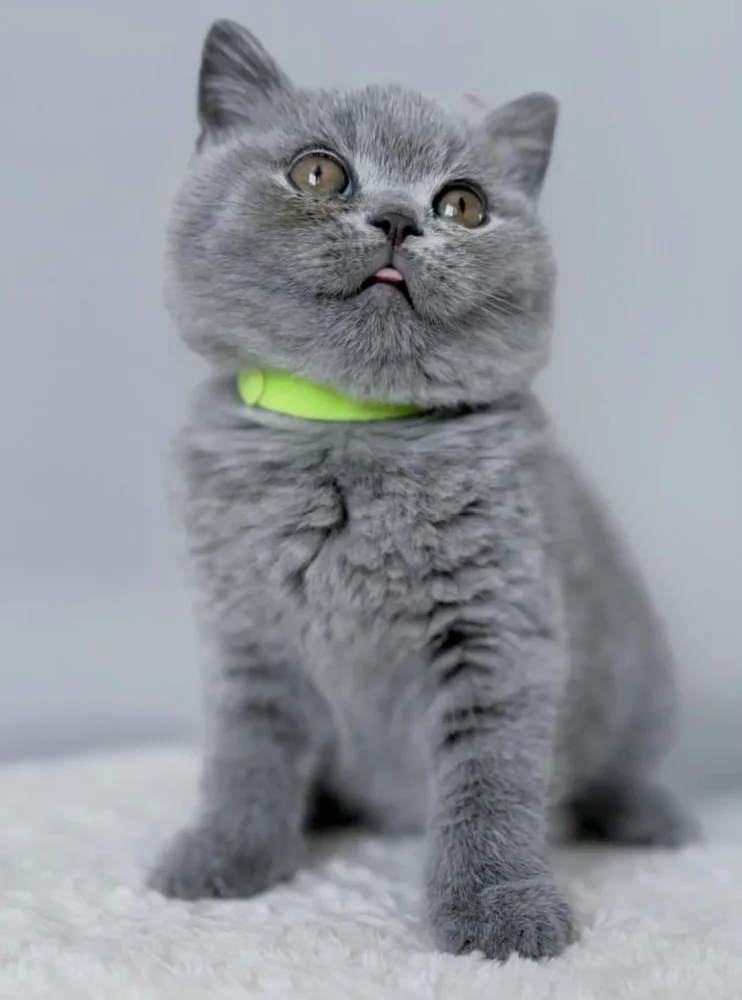 BRITISH SHORTHAIR