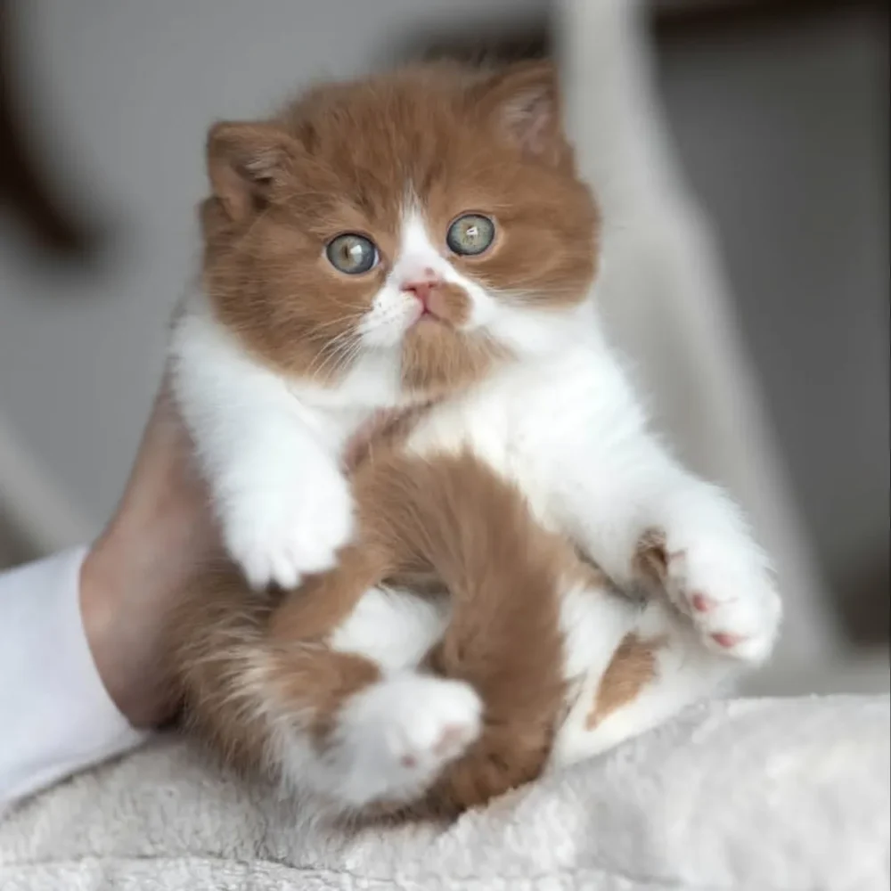 BRITISH SHORTHAIR
