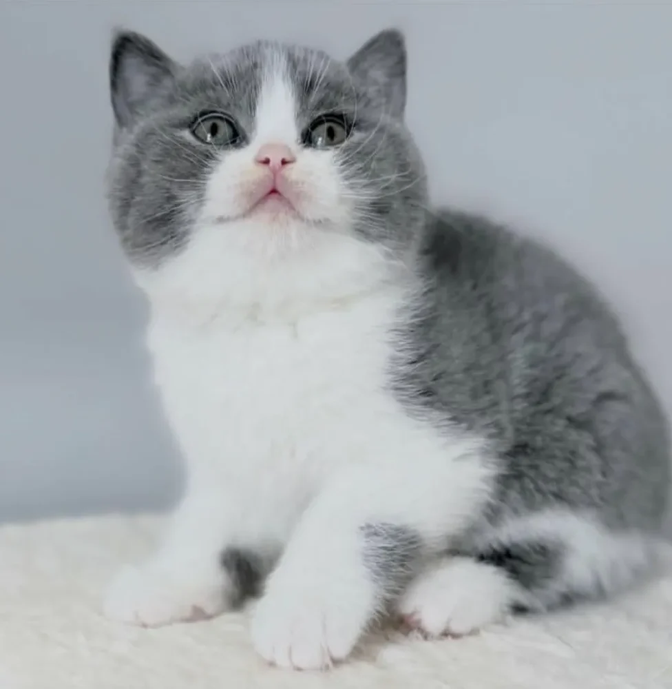 BRITISH SHORTHAIR