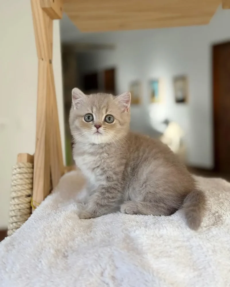 BRITISH SHORTHAIR