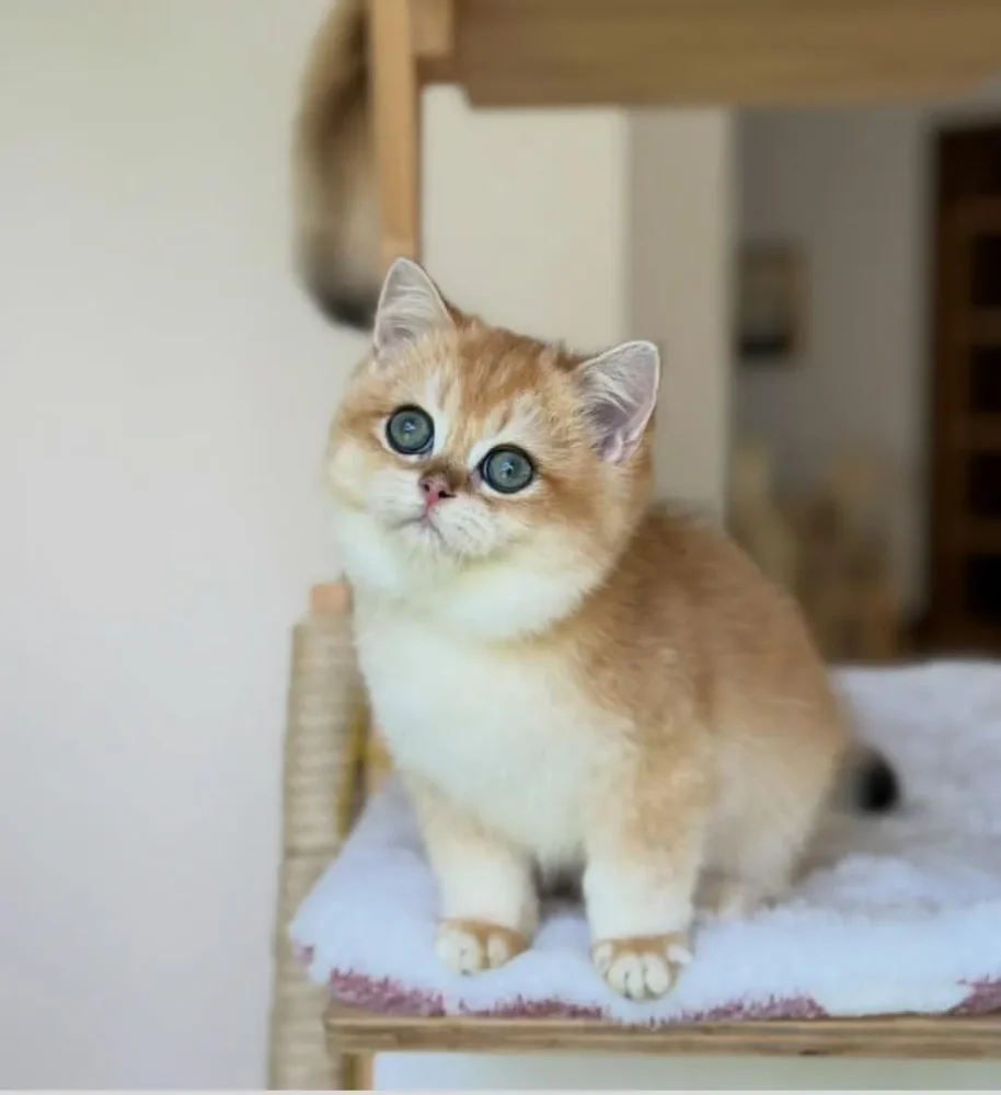 BRITISH SHORTHAIR