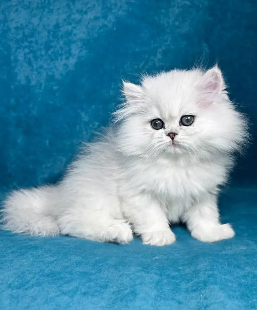 PERSIAN