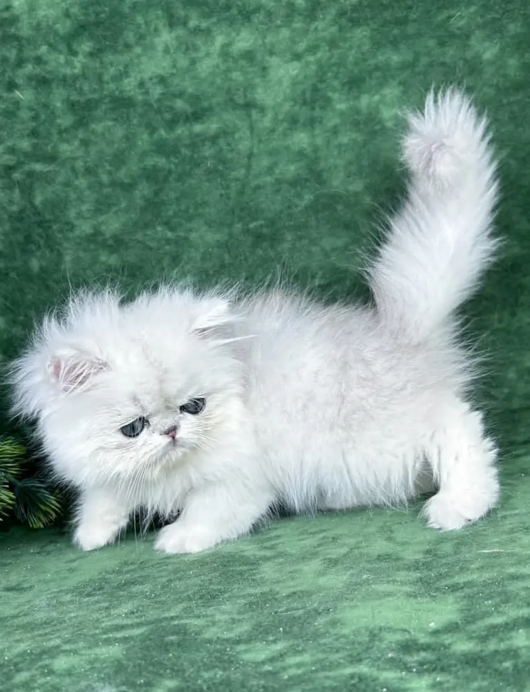 PERSIAN