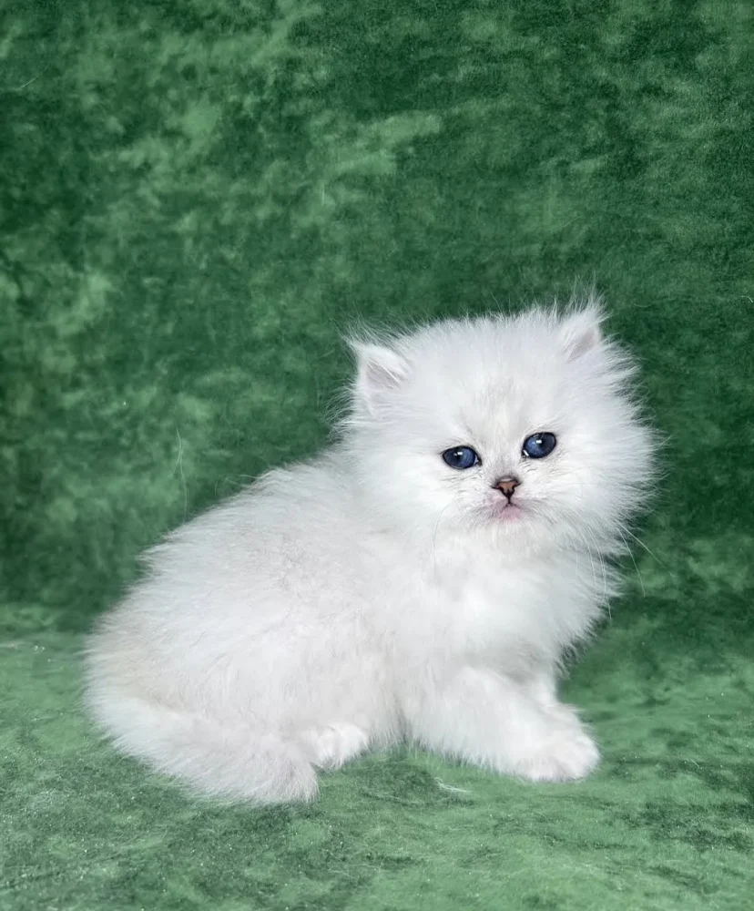 PERSIAN