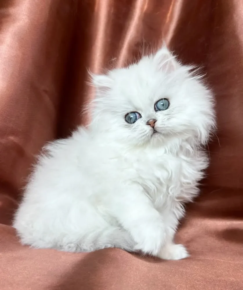 PERSIAN