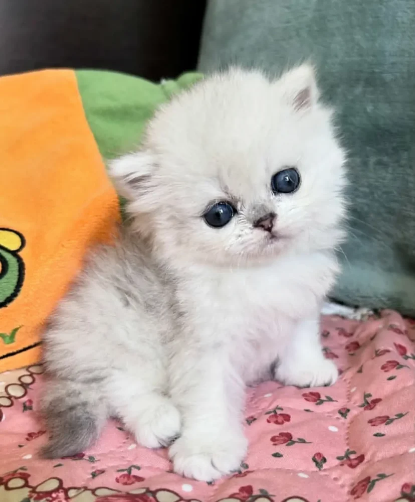 PERSIAN