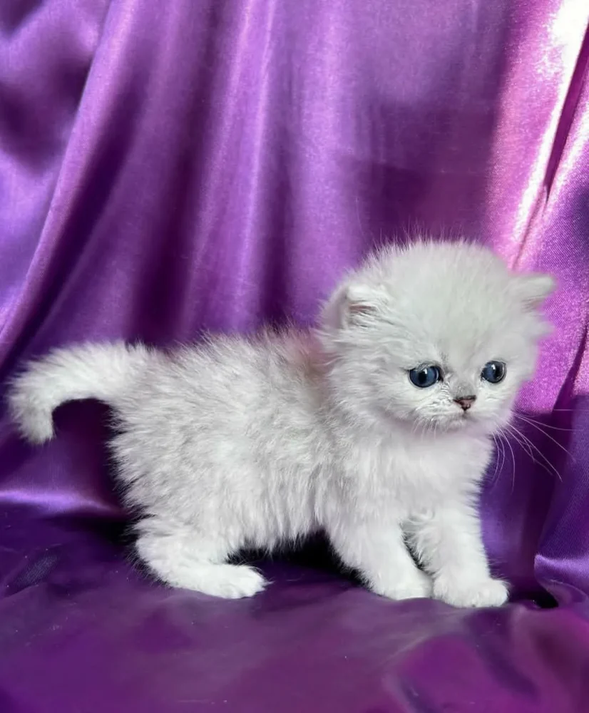 PERSIAN