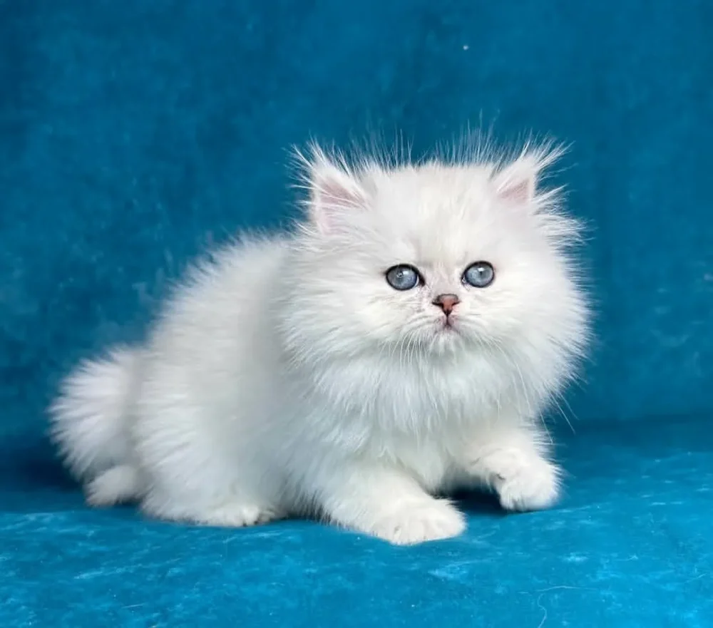 PERSIAN