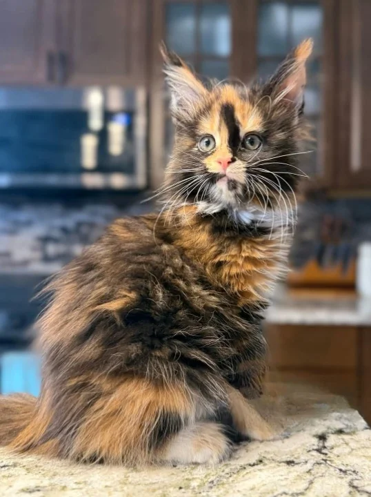 MAINECOON