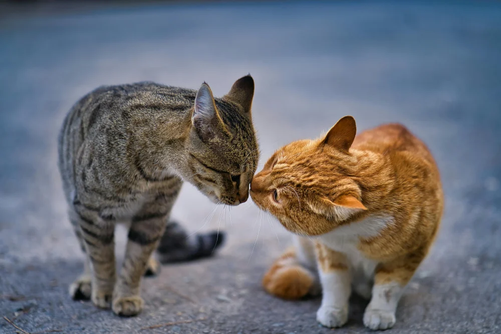Close-up of a ginger and a tabby cat touching noses in Tehran, Iran.